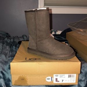 Classic Short Chocolate Uggs (BRAND NEW)